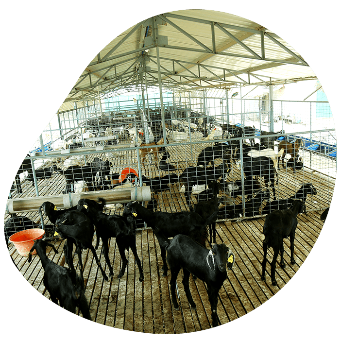 about our farm