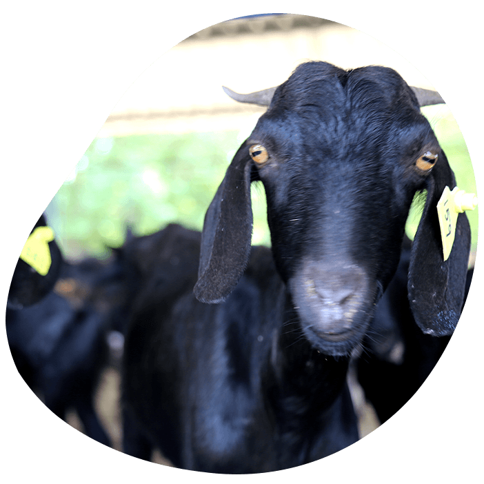 ideal goat farm